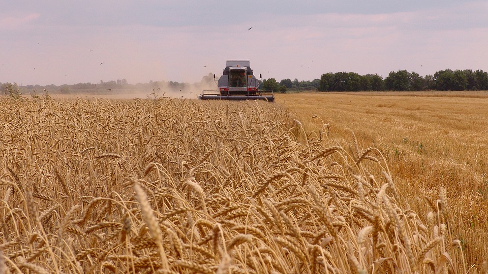В России реализация зерна сократилась на 11%